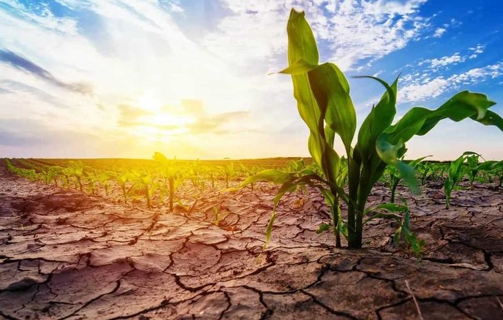  Держава компенсуватиме аграріям до 60% вартості страхування врожаю